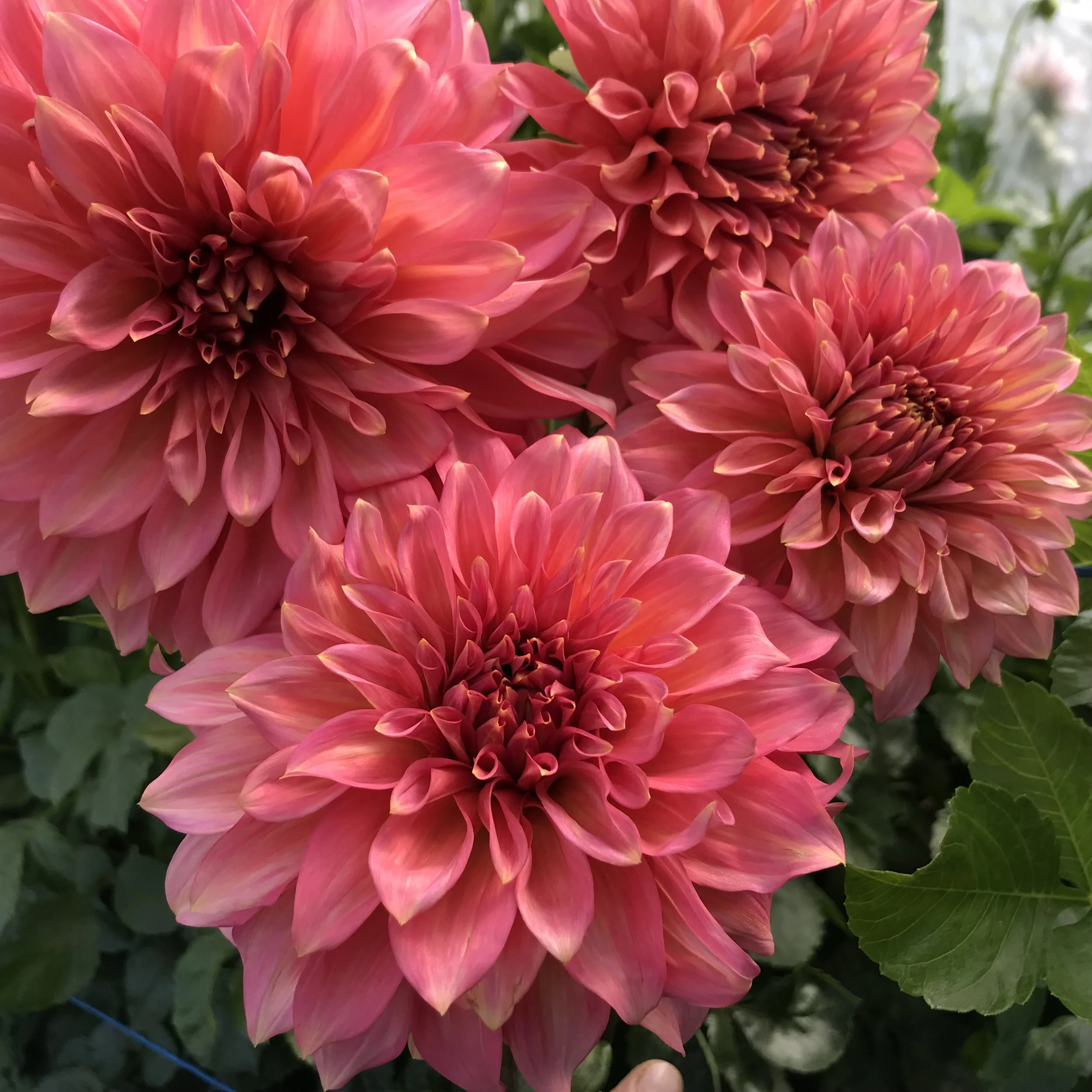 Kenora+Lisa+Dahlia+Tuber.1c.